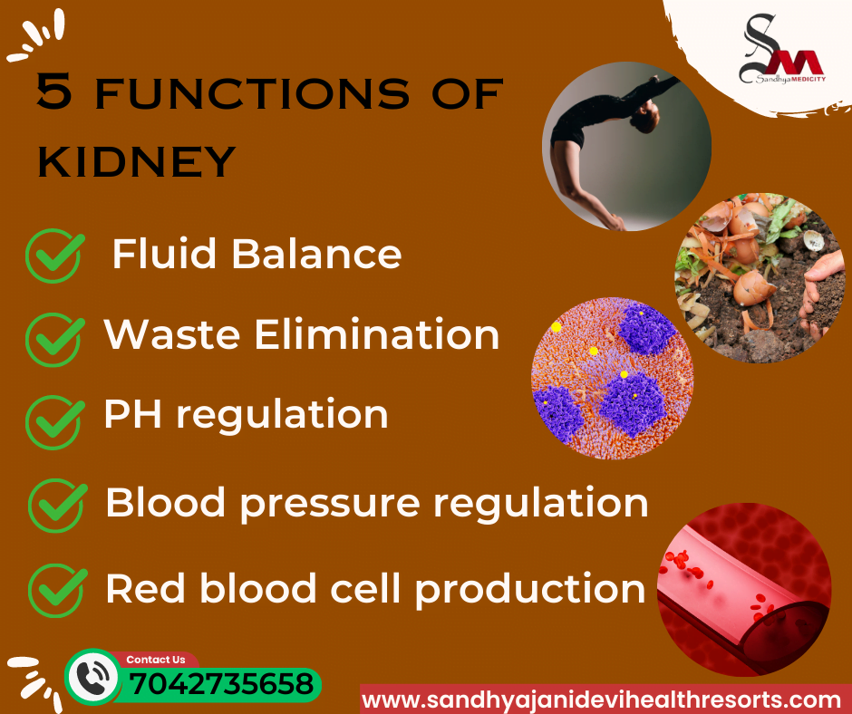 5 functions of kidney